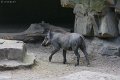 zoo-berlin2010 (65)